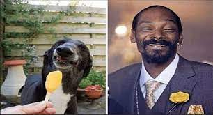 18 Famous Celebrities With Their Animal Doppelganger Snoop Dog Funny Animal Pictures Funny Photos
