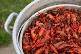 To cook them, boil a pot of plain water and add some salt, black pepper, and cayenne for authentic acadian seasoning. Boiling Basics How To Boil Crawfish For Beginners Acadia Crawfish