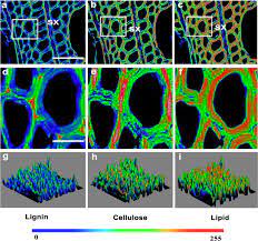 An example of the secondary growth of xylem fibers. A Label Free Fast And High Specificity Technique For Plant Cell Wall Imaging And Composition Analysis Plant Methods Full Text