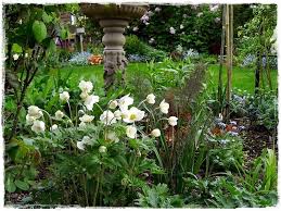 Anemone Sylvestris Grosses Wald Windroschen Plants Garden Garten