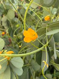 Image result for Senna obtusifolia