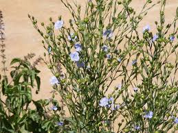 Image result for Linum usitatissimum