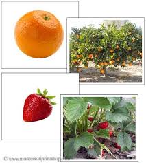 Fruit And Plant Matching Cards Printable Montessori Science Materials For Montessori Learning At Home Matching Cards Montessori Science Montessori Materials