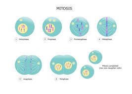 Mitosis adalah peristiwa yang terjadi di dalam sel, yang merupakan bagian yang sangat kecil penyusun makhluk hidup. Mitosis Pengertian Ciri Proses Tahapan Terlengkap