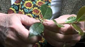 It's really easy to do and obviously the cost of propagating a camellia from a cutting is a lot less than buying a new plant from the garden centre where you can pay anything up to £20.00 for a plant. Camellia Cuttings Youtube