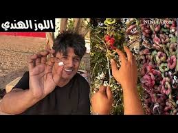إذا كنت تشعر بالحيرة عند التفكير في اختيار زيت اللوز الحلو أو المر لصحتك، فأنت لست وحدك! Abdullah Minor ØªÙ†Ø§ÙˆÙ„ Ø§Ù„Ù„ÙˆØ² Ø§Ù„Ù‡Ù†Ø¯ÙŠ Youtube