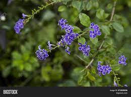 Milkwort isolated on white background. Small Purple Flowers Image Photo Free Trial Bigstock