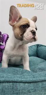 We did not find results for: Frug French Bulldog X Pug Puppies For Sale