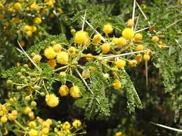 Image result for Acacia karroo