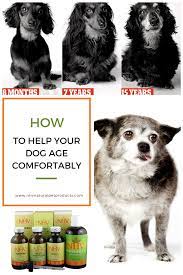 Have your dog run up and down with you three times. Caring For Older Pets Natural Pet Pets Dog Ages