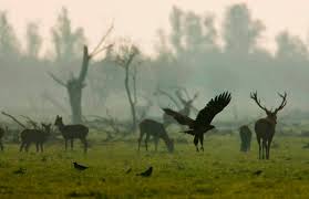 De partij voor de dieren is tegen het uitzetten van dieren en zou de oorspronkelijke opzet van de oostvaardersplassen dan ook nooit gesteund hebben. Wandelen En Roofvogels Spotten In De Oostvaardersplassen Wandel Nl