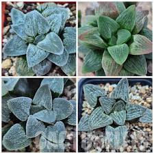 Image result for Haworthia mix
