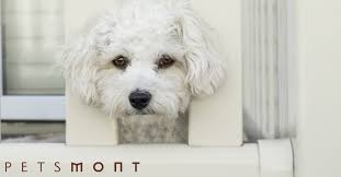Maybe you would like to learn more about one of these? Symptoms Of Diabetes In Dogs