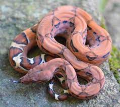 Pin On Snake Pet
