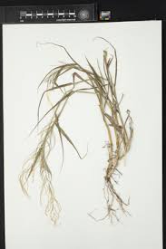 Image result for Leptochloa panicea