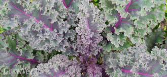 Check spelling or type a new query. Growing Kale From Sowing To Harvest