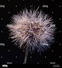 Image result for Macledium sessiliflorum