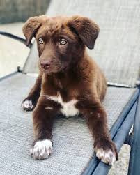 To get a full picture of what you could expect from your australian shepherd mix puppy, it's important to ask the breeder about the other parent breed in the mix. Aussiedor Is The Australian Shepherd Lab Mix Right For You K9 Web