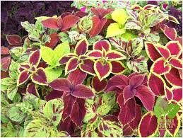 Southern living lemon lime nandina is a compact shrub that boasts bright lime green foliage. Wasabi Coleus With Vivid Lime Green Coloring Is A Top Performer Container Crazy Ct