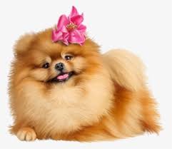 The smallest of the spitz breeds, the pomeranian has its origins in pomerania, a region in northern europe along the coast of the baltic sea.it is believed that the pomeranian was developed during the 1800s from attempts to breed larger. Pomeranian Png Images Free Transparent Pomeranian Download Kindpng