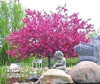 These trees add impact without taking up too much space. Midwest Gardening Trees Index