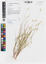 Image result for Setaria longiseta
