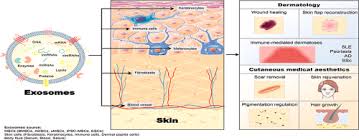 Ready to take action to eliminate some wrinkles and defeat the signs of aging? The Novel Mechanisms And Applications Of Exosomes In Dermatology And Cutaneous Medical Aesthetics Sciencedirect