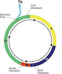 But when there is a change in our dna or damage to it, a gene can mutate. Determination Of Cell Cycle Time December 6 2018