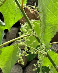 Image result for Boehmeria nivea