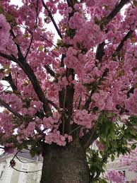 Image result for Prunus serrulata
