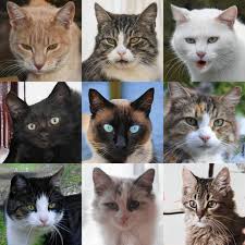 Maybe you would like to learn more about one of these? Soon The Internet Will Make Its Own Cat Photos And Then It Won T Need Us The Verge