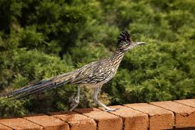 Use this tool to view detailed tracking information, bol images, pod images, and freight charges. Roadrunners Are Fast Focused And Born To Run Owlcation