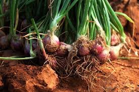 Check spelling or type a new query. When And How To Harvest Shallots Gardener S Path