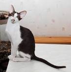 Oriental Bicolor Mixed Cat Breed Pictures, Characteristics ...
