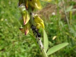Image result for Crotalaria comosa