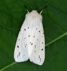 Black And White Spotted Moth Uk White Ermine Moth Ermine Moth Species