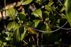 Image result for Pyrostria bibracteata