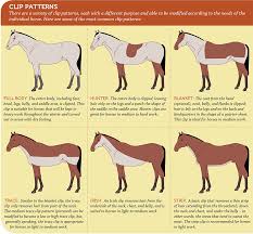 Clipping Is One Of Those Jobs That Many Horse Owners Despise It S Messy Time Consuming And Too Often Can Be Stressful For Horses Horse Clipping Horse Care