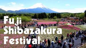 Fuji Shibazakura Festival Pink Moss Phlox Flower Park Mount Fuji Views Japan Youtube