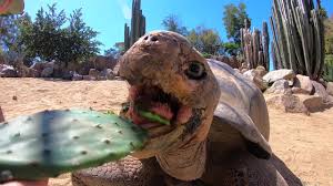 Also called an african spur thigh african spurred tortoises are herbivores and like to eat green leafy plants. Galapagos Tortoise Viciously Devours Unsuspecting Cactus Youtube