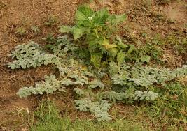 Image result for Coldenia procumbens