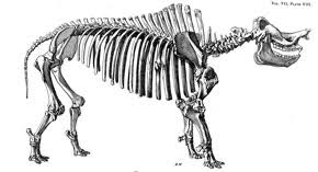 Brontotheriidae Perissodactyl