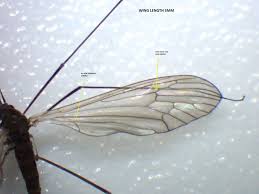 Image result for Trichopteryx stolziana