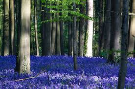 See a recent post on tumblr from @te5seract about hallerbos. Hallerbos Prepares For Visitor Deluge For Blooming Of Bluebells The Bulletin