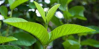 Terdapat banyak penelitian seputar daun jambu batu bagi kesehatan, yang mana kami rangkum di dalam beberapa penjelasan khasiat daun jambu biji berikut. 7 Manfaat Daun Jambu Biji Istimewa Bisa Obati Penyakit Gusi Merdeka Com