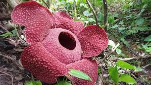 Tumbuhan langka adalah tumbuhan yang persebarannya mulai berkurang dan semakin menghilang di dunia. Mengenal Rafflesia Bunga Langka Di Agam Sumbar