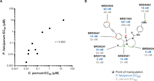 Cryptosporidium parvum is a waterborne coccidian protozoan parasite known to infect humans, resulting in an illness known as cryptosporidiosis. Bicyclic Azetidines Kill The Diarrheal Pathogen Cryptosporidium In Mice By Inhibiting Parasite Phenylalanyl Trna Synthetase Science Translational Medicine