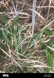 Image result for Ctenium