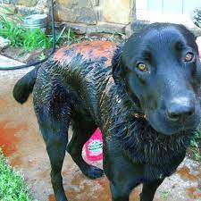 De Skunking Best Ways To Get Rid Of Skunk Odor Pethelpful