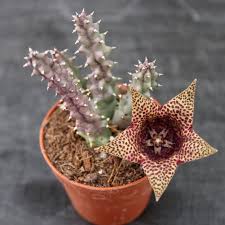 Image result for Tavaresia